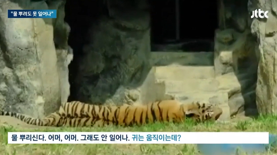 지난해 9월 사망한 시베리아호랑이 수호. 〈사진=JTBC 캡처〉