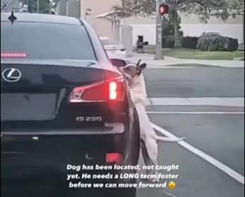 [영상] 버려진 줄 모르고 주인 차 쫓는 개 …“문 열어주세요“