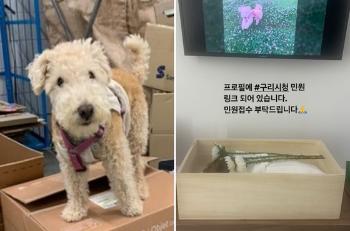 “멧돼지 포획 중 사냥견에 반려견 사망“…지자체 “들개 추정“