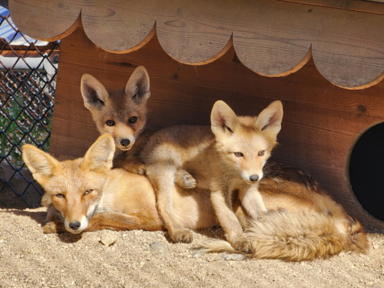 금년 번식한 여우 5마리 중 새끼 두 마리와 어미. 〈사진=서울대공원〉