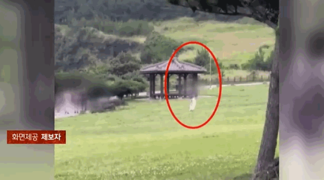 한 여성이 제주 둘레길 인근 잔디밭에서 골프 연습을 하는 모습. 〈영상=JTBC '사건반장'〉