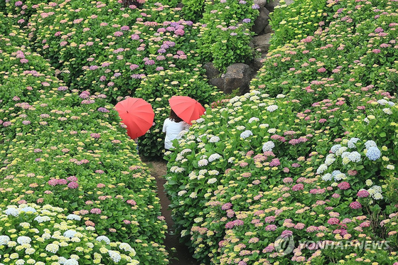 비 내리는 제주 〈사진=연합뉴스〉