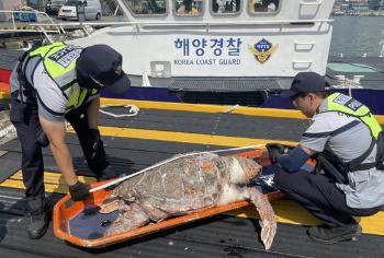 “슬픈 장면이 또“ 부산서도 멸종위기종 '붉은바다거북' 사체 발견