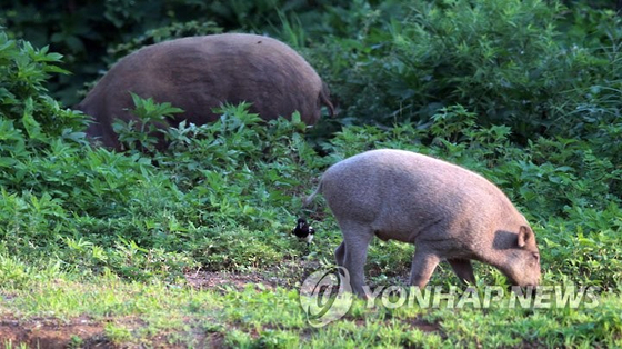 멧돼지 〈사진=연합뉴스〉