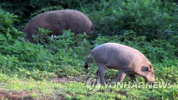 충남 당진에서 멧돼지 20마리 나타나…3마리 포획