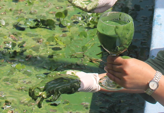 영남 1300만명 식수원 낙동강 "2030년까지 녹조 50% 이상 저감" - 뉴스 썸네일 이미지